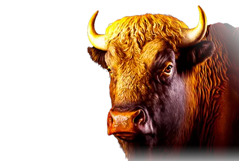 Lucky Buffalo